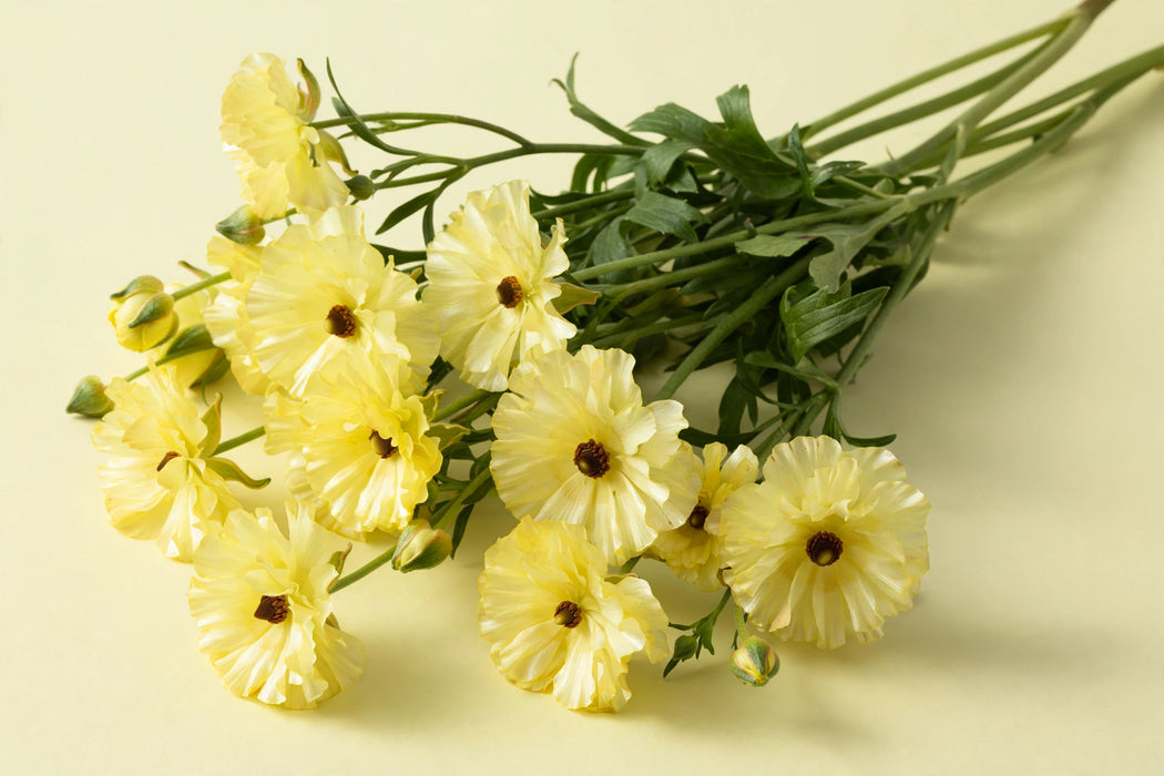 Next Day Delivery - RANUNCULUS BUTTERFLY DIONES 50cm 10st - Yellow - 120 Stems [LIMITED]