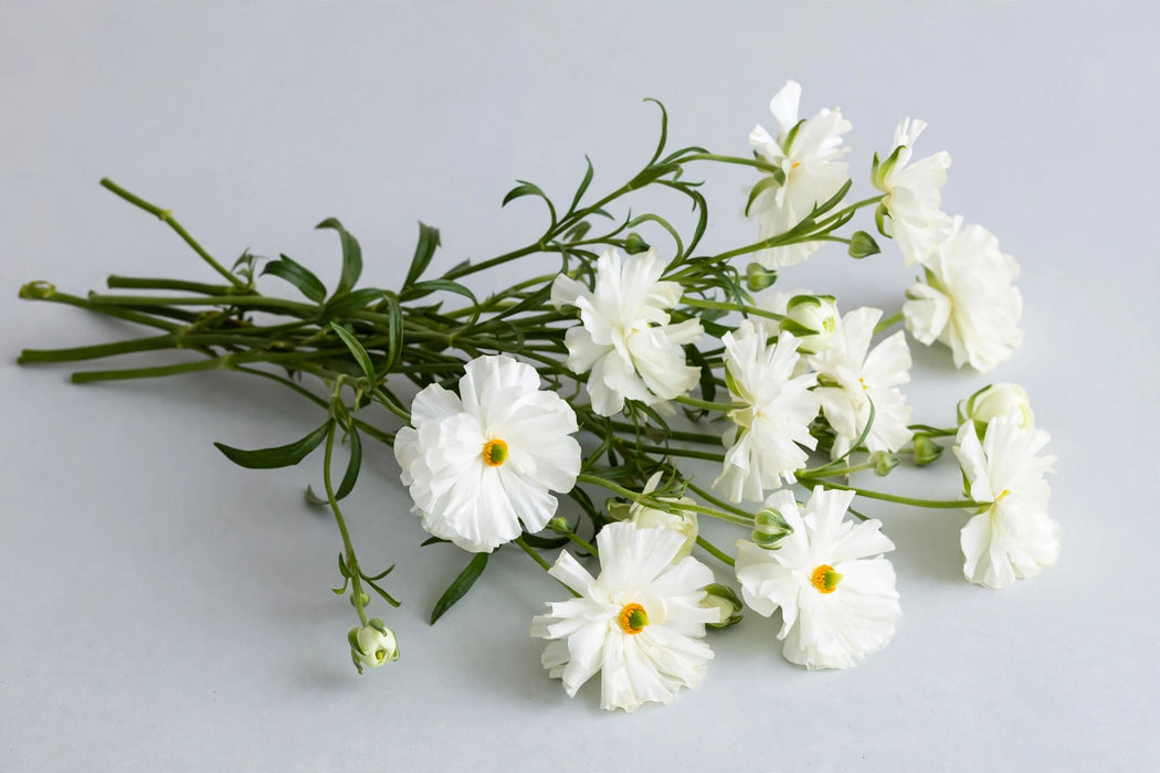 Next Day Delivery - RANUNCULUS BUTTERFLY GRACES 50cm 10st - White - 120 Stems [LIMITED]