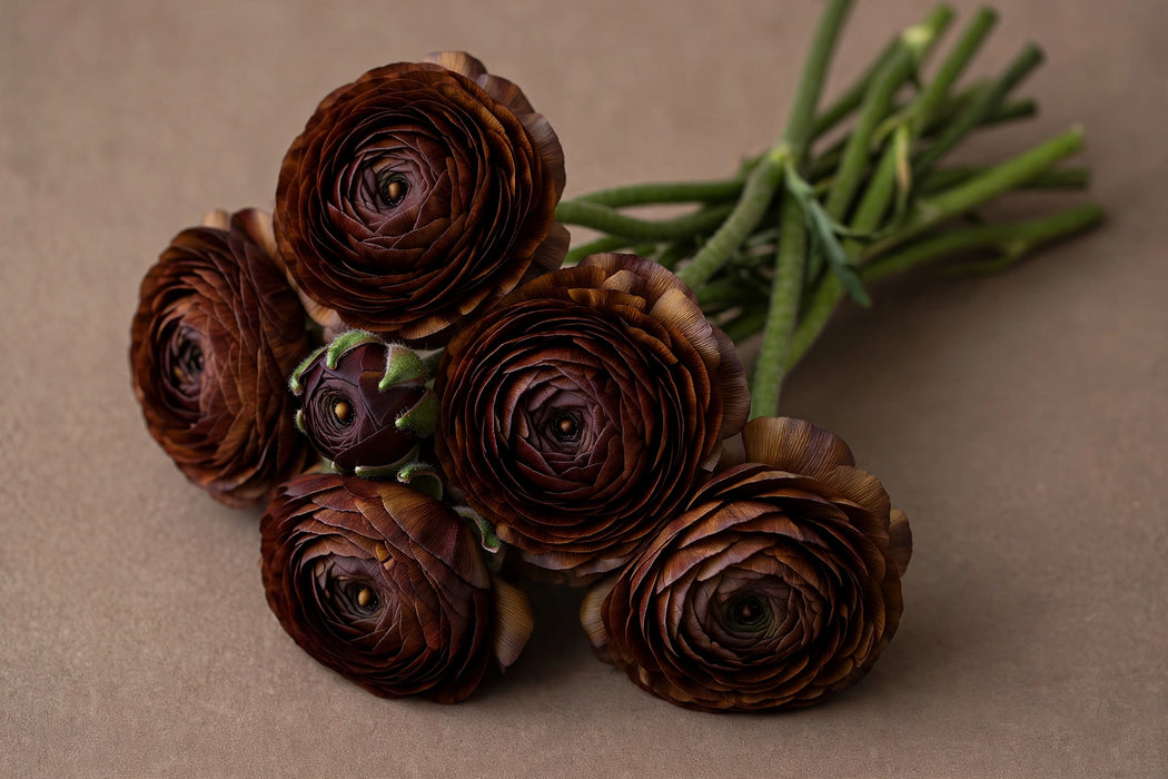 Next Day Delivery - RANUNCULUS CHOCOLATE 35cm 10st - Brown - 120 Stems [LIMITED]