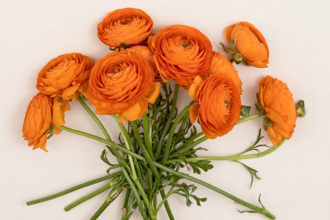 Next Day Delivery - RANUNCULUS CLONI LAMBADA 40cm 10st x80 - Orange - 80 Stems [LIMITED]