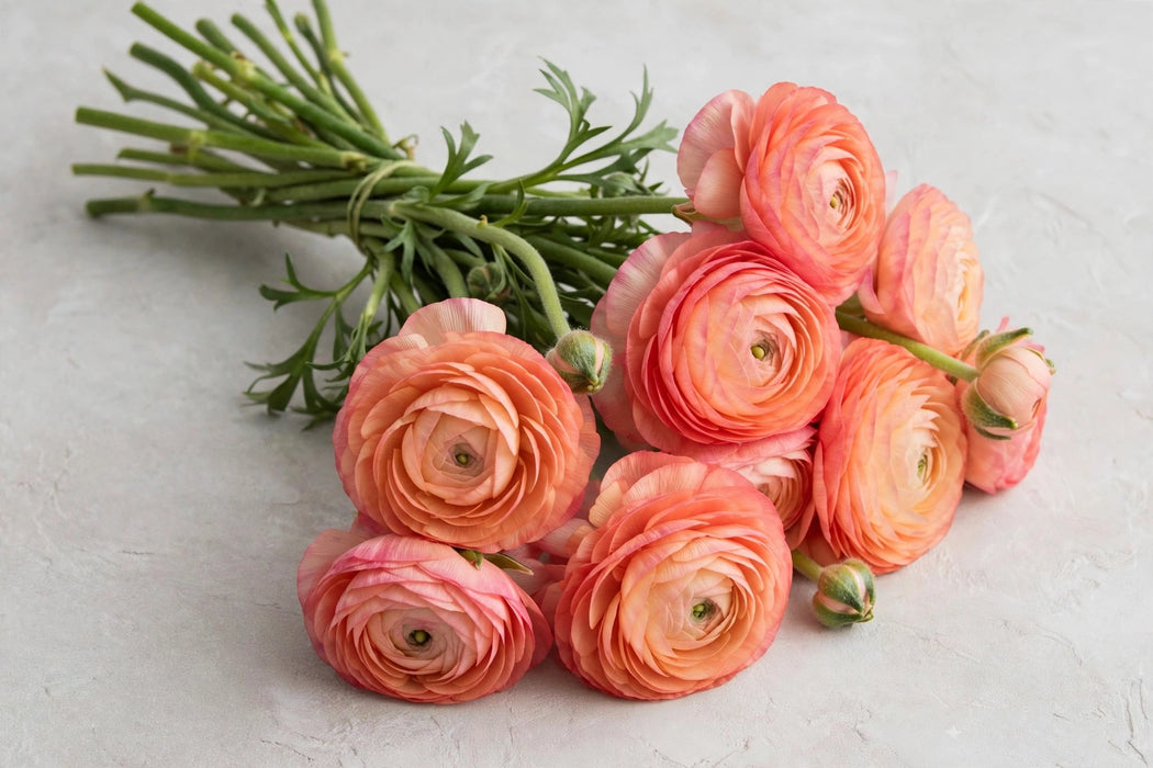 Next Day Delivery - RANUNCULUS CLONI NUANCE 40cm 10st - Coral - 80 Stems [LIMITED]