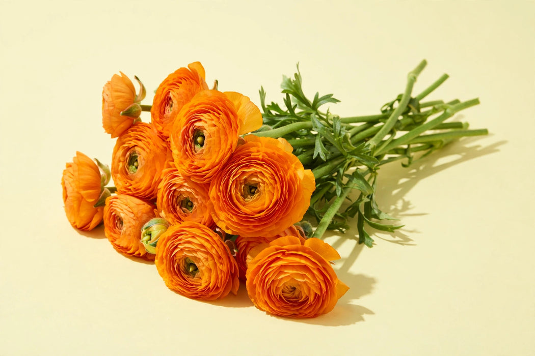 Next Day Delivery - RANUNCULUS ELEGANCE CLEMENTINE 35cm 10st X120 - Orange - 120 Stems [LIMITED]