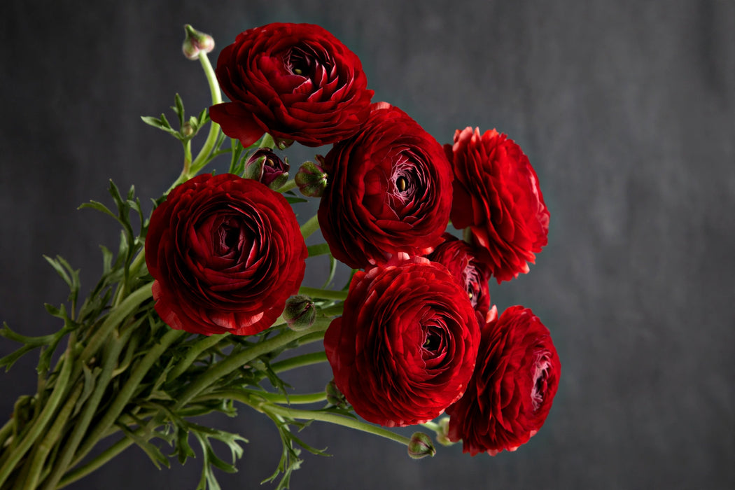 Next Day Delivery - RANUNCULUS ELEGANCE ROSSO 35cm 10st x120 - Red - 120 Stems [LIMITED]
