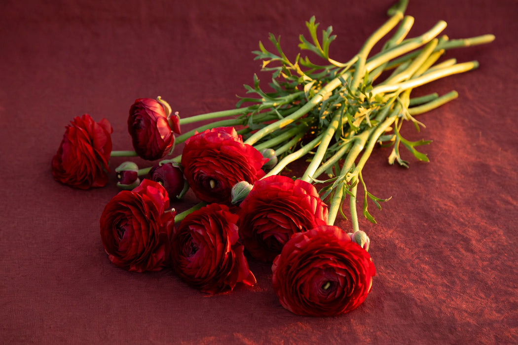 Next Day Delivery - RANUNCULUS ELEGANCE ROSSO 40cm 10st x120 - Red - 120 Stems [LIMITED]