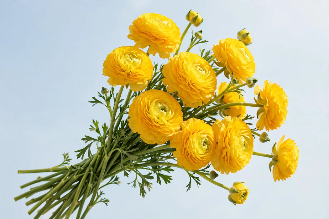 Next Day Delivery - RANUNCULUS MODERNA STAR PROXIMA 50cm 10st - Yellow - 80 Stems [LIMITED]