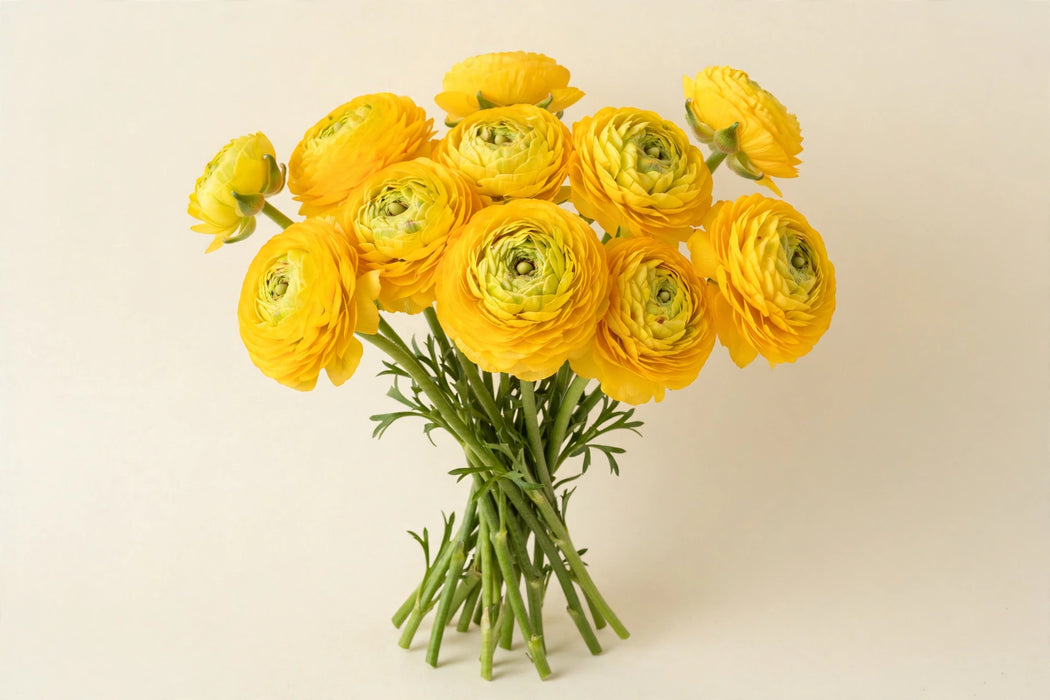 Next Day Delivery - RANUNCULUS PON-PON LUNA 35cm 10st - Yellow - 120 Stems [LIMITED]