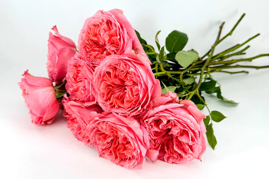 Next Day Delivery - ROSE CANDY EXPRESSION 60cm 6cm 25st - Pink - 100 Stems [LIMITED]