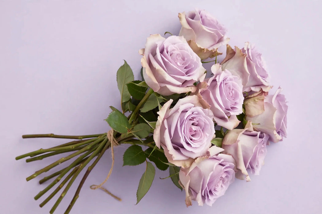 Next Day Delivery - ROSE COOLDOWN! 50cm 5,5cm 25st - Lavender - 100 Stems [LIMITED]