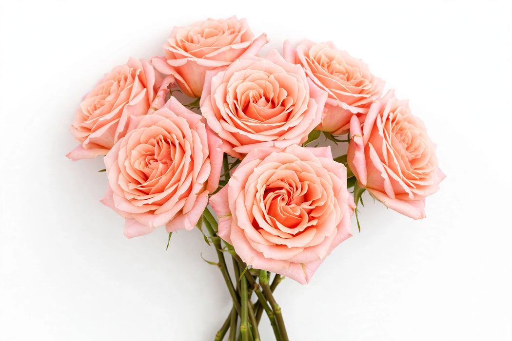 Next Day Delivery - ROSE DRAGONFLY 50cm 5,5cm 25st - Peach - 100 Stems [LIMITED]