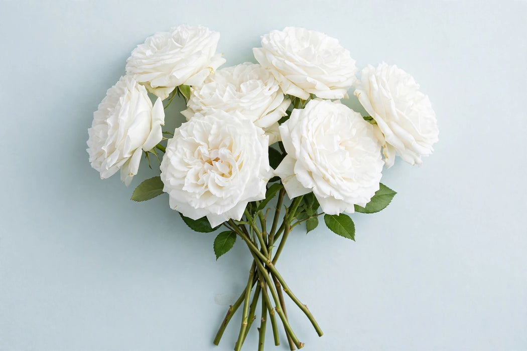 Next Day Delivery - ROSE MAYRA WHITE 50cm 5,5cm 25st - White - 100 Stems [LIMITED]
