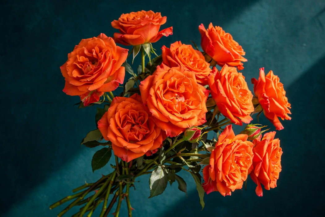 Next Day Delivery - ROSE ORANGE ENIGMA 50cm 5,5cm 25st - Orange - 100 Stems [LIMITED]