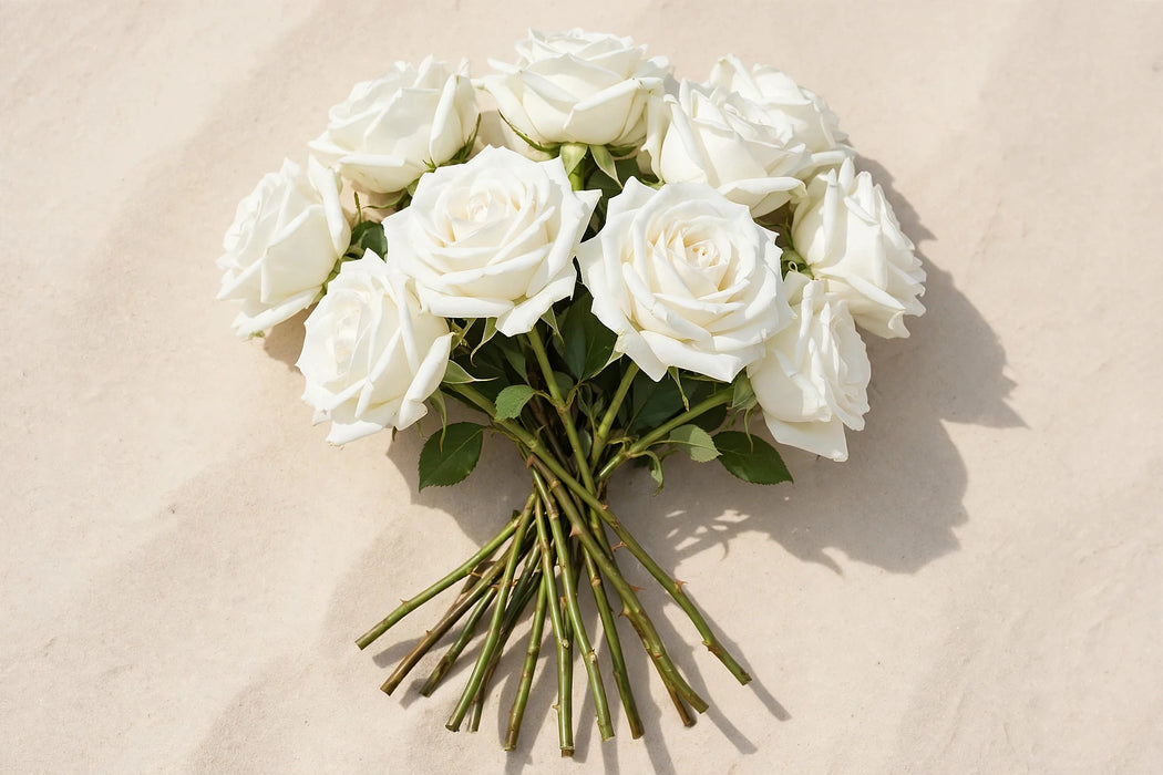 Next Day Delivery - ROSE PLAYA BLANCA 50cm 5,5cm 25st - White - 100 Stems [LIMITED]