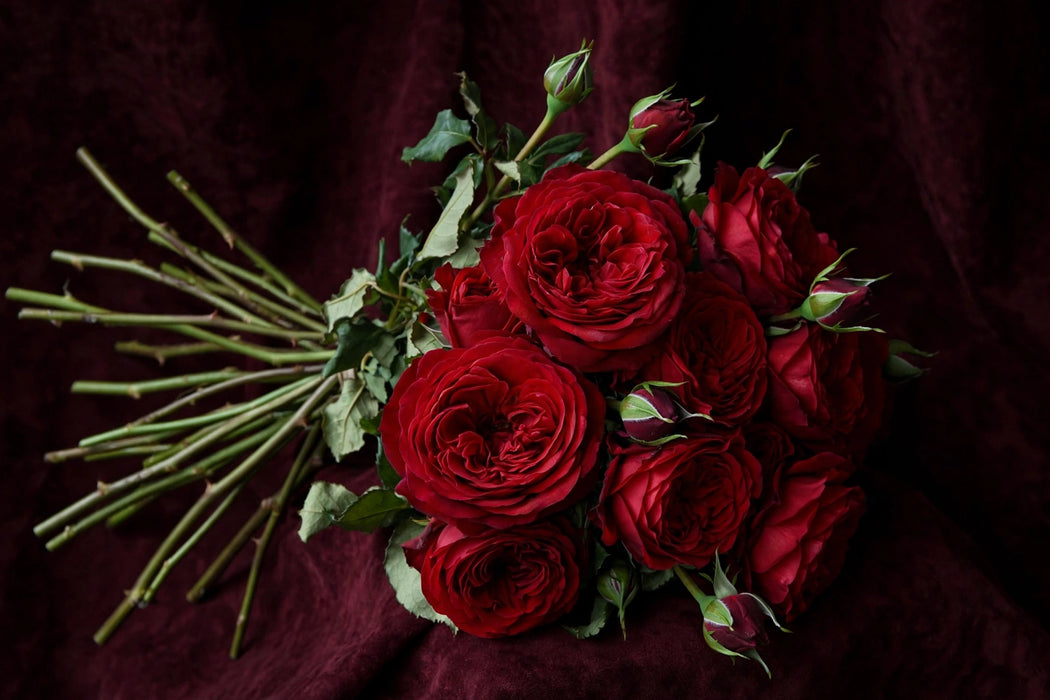 Next Day Delivery - ROSE RED PIANO 50cm 6cm 12st - Red - 48 Stems [LIMITED]
