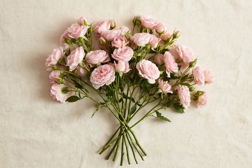 Next Day Delivery - ROSE SPRAY MANSFIELD PARK 40cm 6st - Pink - 24 Stems [LIMITED]