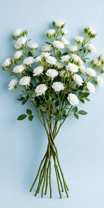 Next Day Delivery - ROSE SPRAY WHITE MAJOLIKA 60cm 10st - White - 120 Stems [LIMITED]