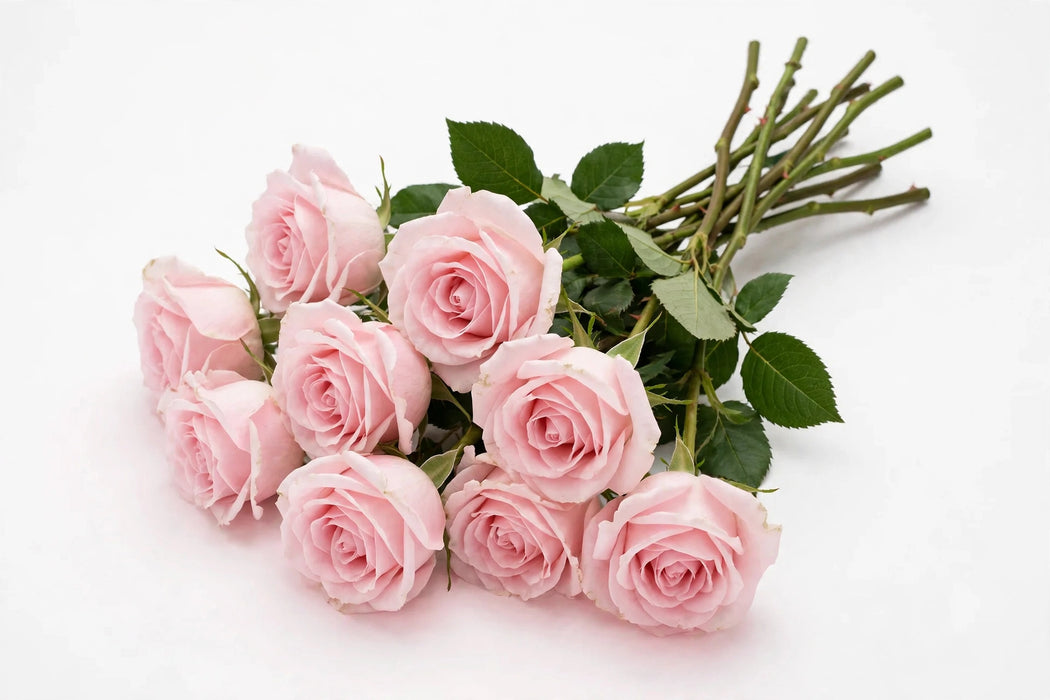 Next Day Delivery - ROSE SWEET ESCIMO 50cm 5cm 25st - Light Pink - 100 Stems [LIMITED]