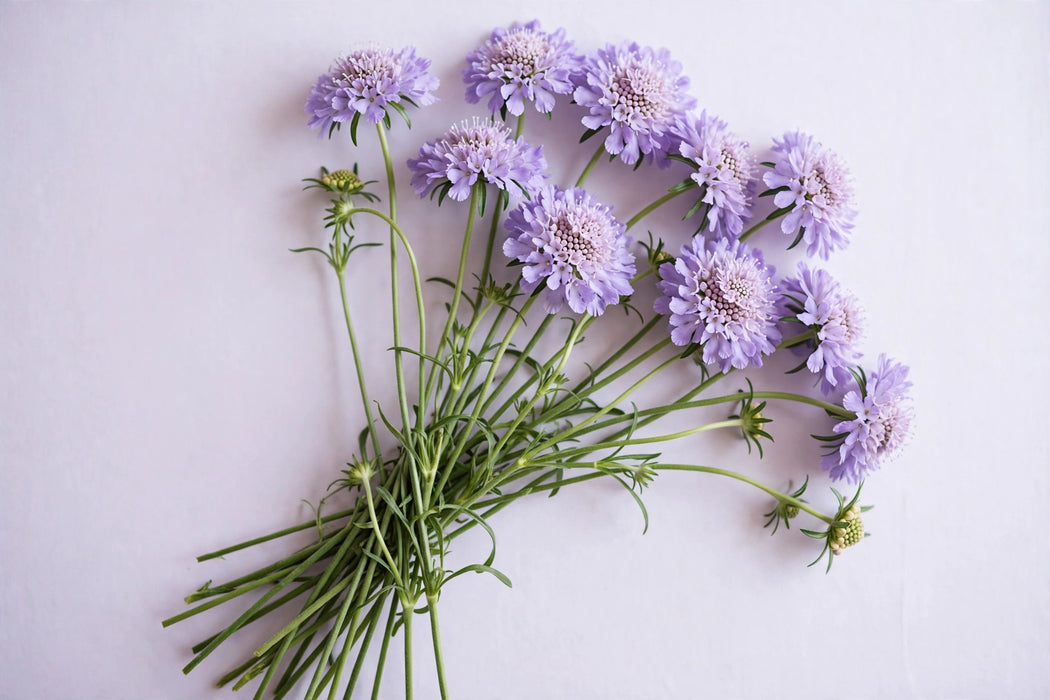 Next Day Delivery - SCABIOSA FOCAL LAVENDER 60cm 10st - Lavender - 120 Stems [LIMITED]