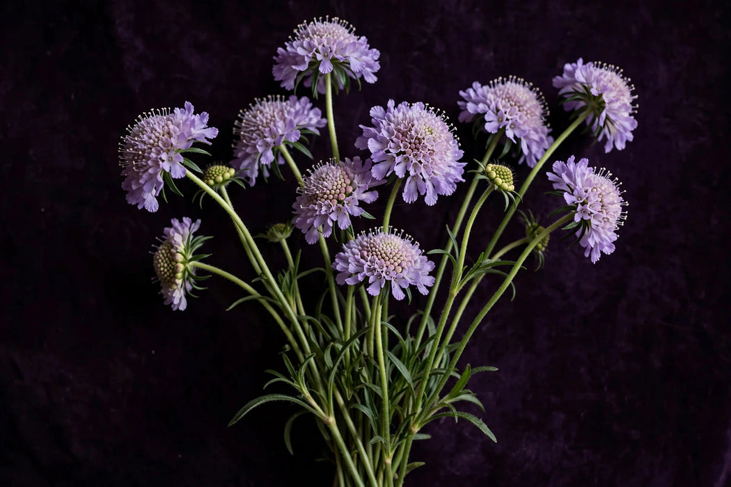 Next Day Delivery - SCAB BON BON TEABERRY SCOOP 50cm 10st - Lavender - 120 Stems [LIMITED]