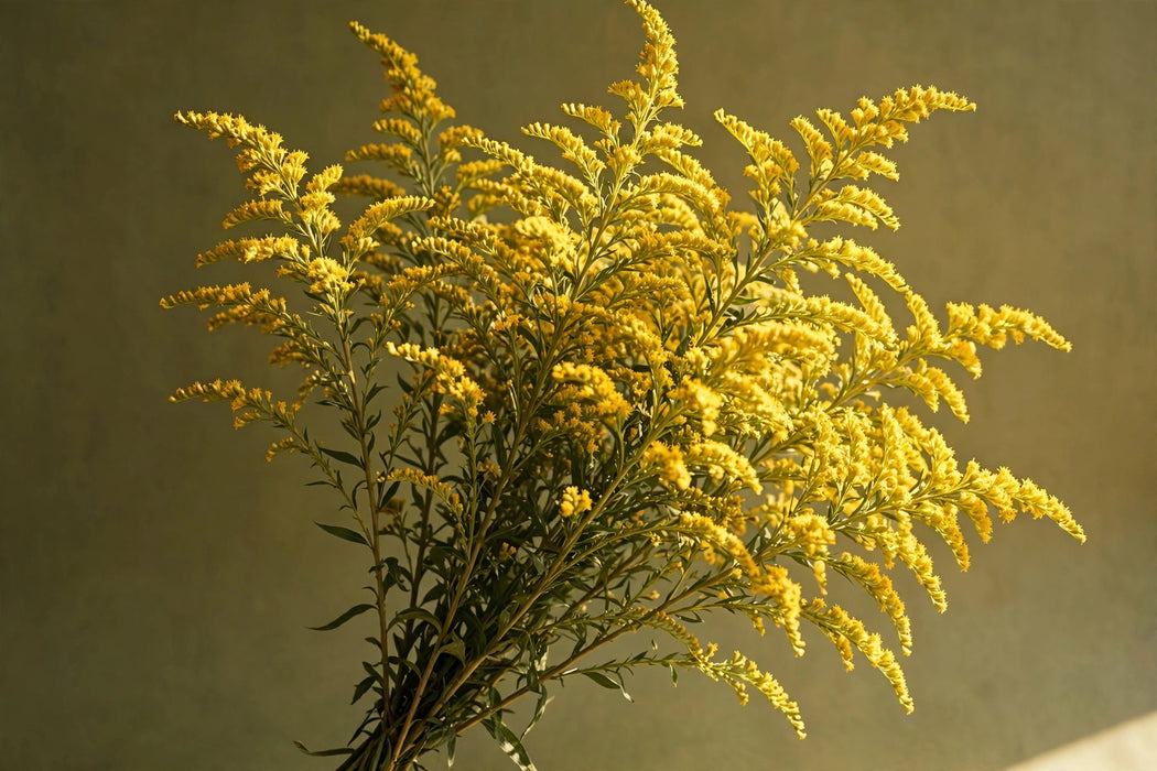 Next Day Delivery - SOLIDAGO ROMANTIC GLORY 80cm 10st - Yellow - 150 Stems [LIMITED]