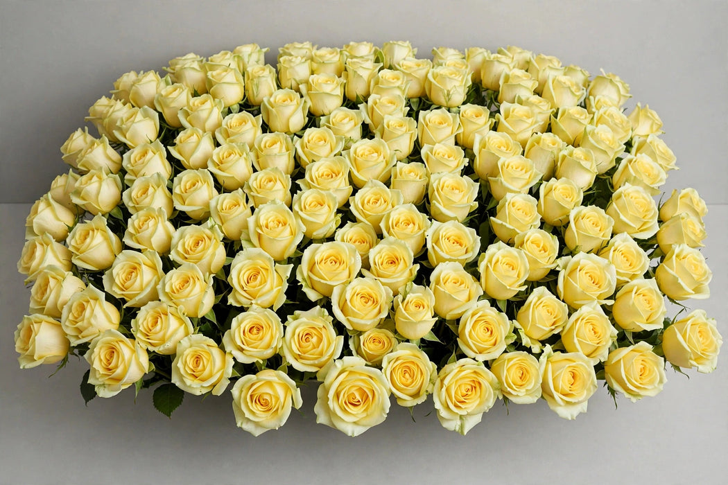 Roses Stardust 50cm 100ST/BX