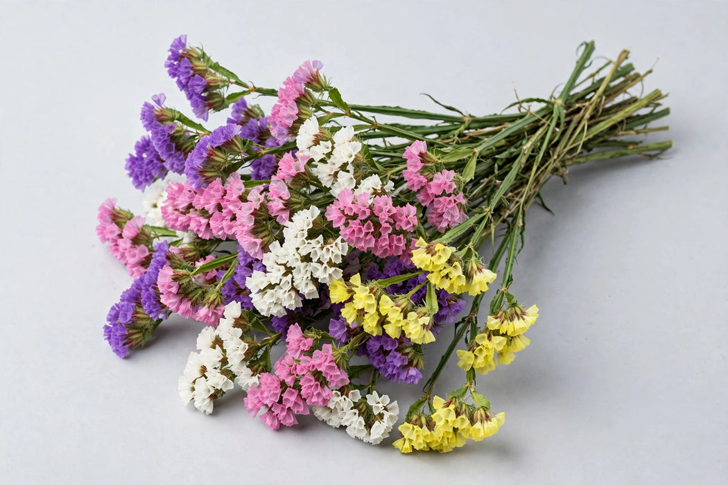 Next Day Delivery - STATICE ASSORTED 60cm 10st - Assorted - 120 Stems [LIMITED]