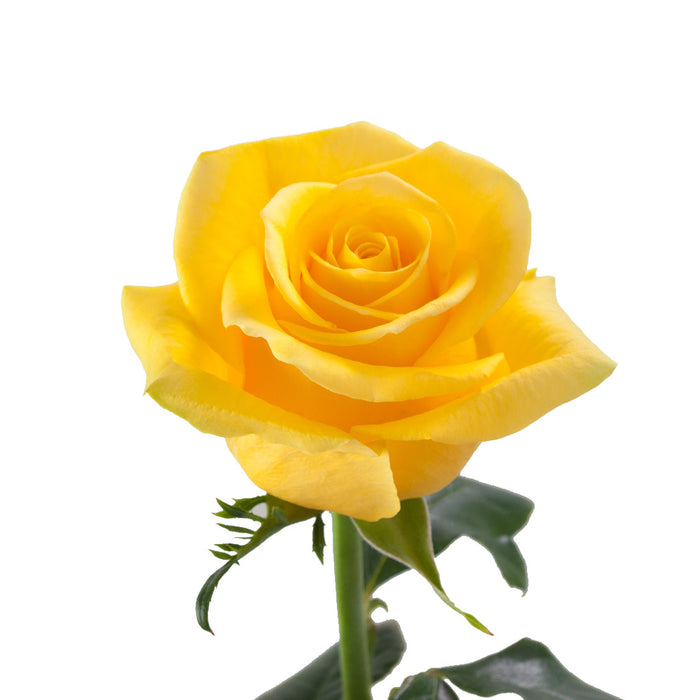 Smart Buy $2.25/Stem Farm Direct MOMENTUM (100 STEMS) - U.S. Delivery Coast to Coast.