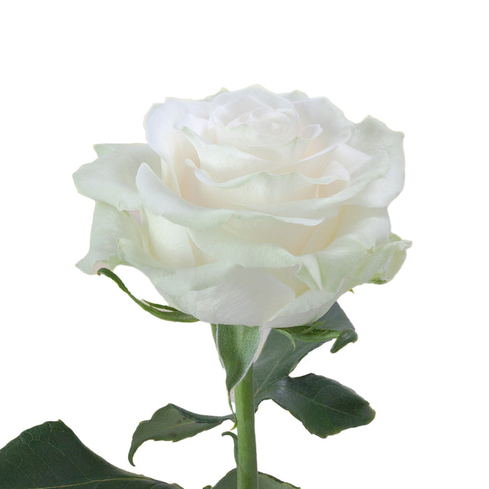 Smart Buy $2.25/Stem Farm Direct MONDIAL (100 STEMS) - U.S. Delivery Coast to Coast.
