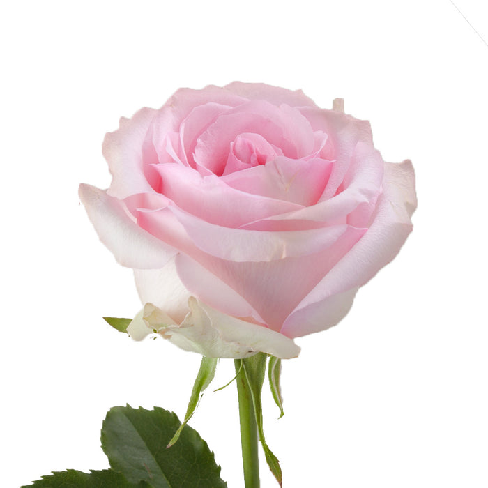 Smart Buy $2.25/Stem Farm Direct NENA (100 STEMS) - U.S. Delivery Coast to Coast.
