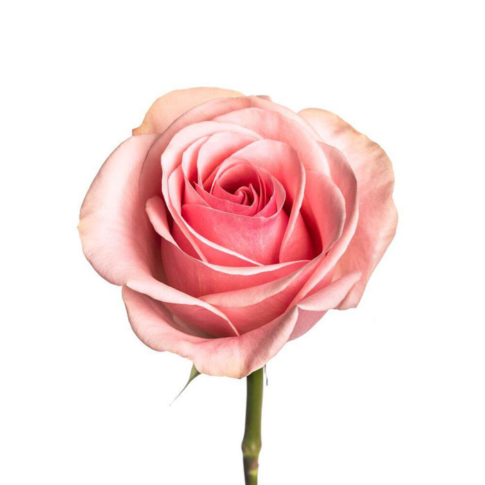Smart Buy $2.25/Stem Farm Direct NOVIA (100 STEMS) - U.S. Delivery Coast to Coast.