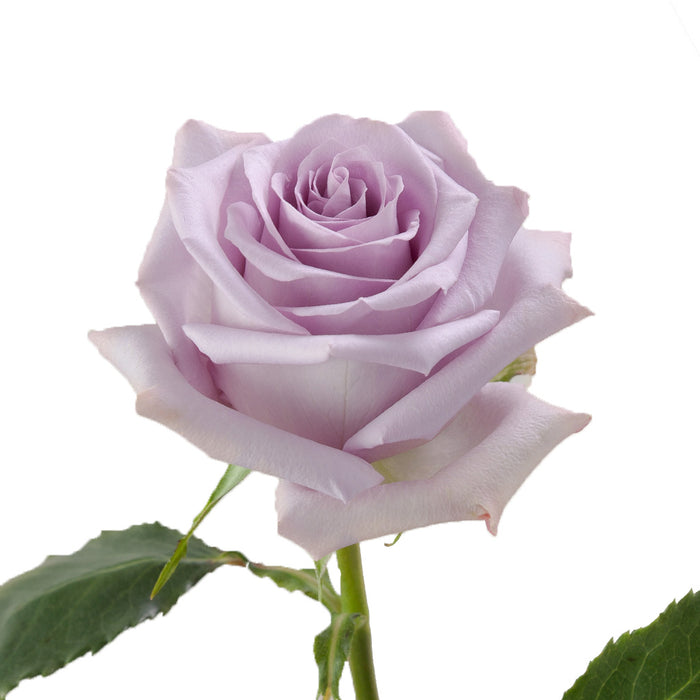 Smart Buy $2.25/Stem Farm Direct OCEAN SONG (100 STEMS) - U.S. Delivery Coast to Coast.