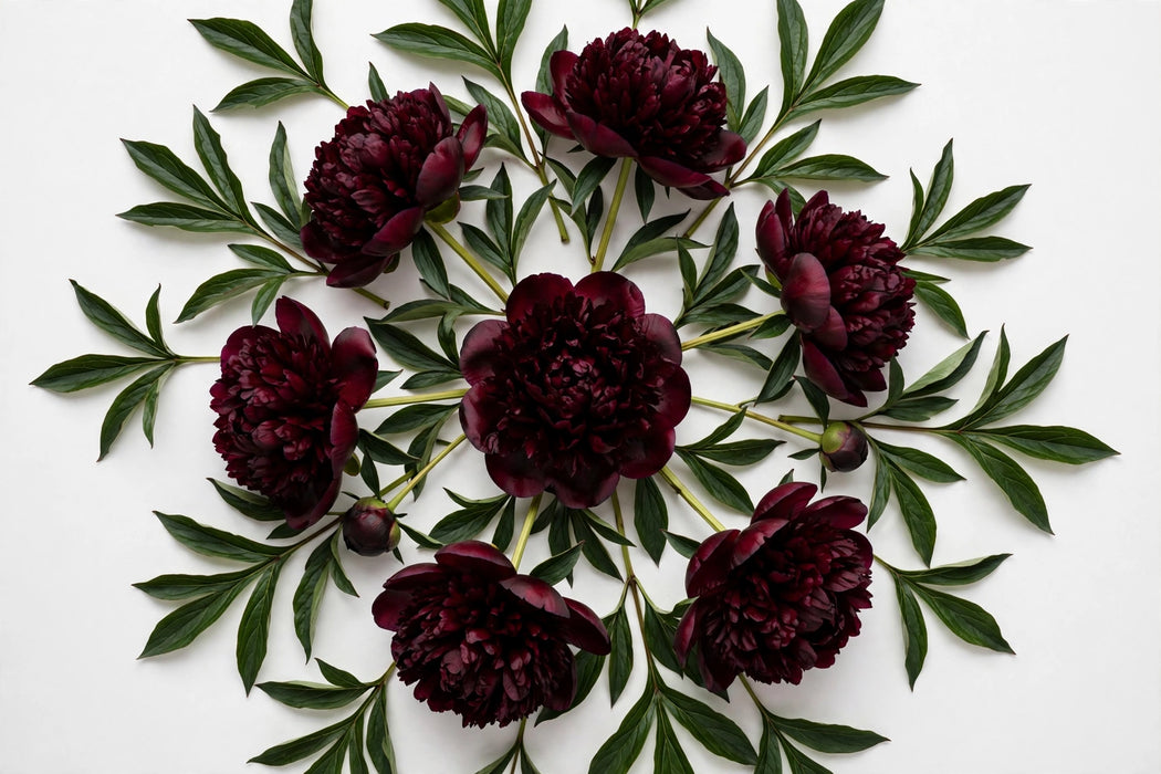 Next Day Delivery - Ole Faithful Dk Red 50-60cm - 60 Stems