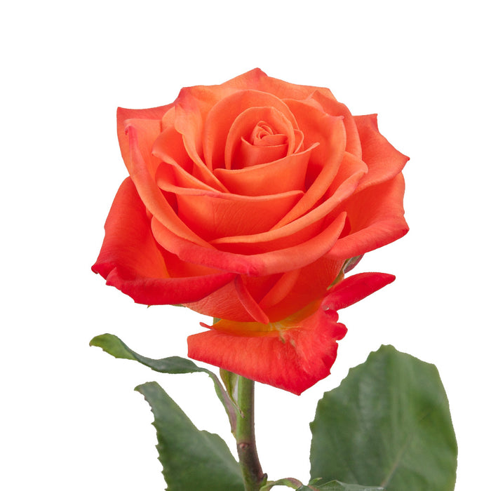 Smart Buy $2.25/Stem Farm Direct ORANGE CRUSH (100 STEMS) - U.S. Delivery Coast to Coast.