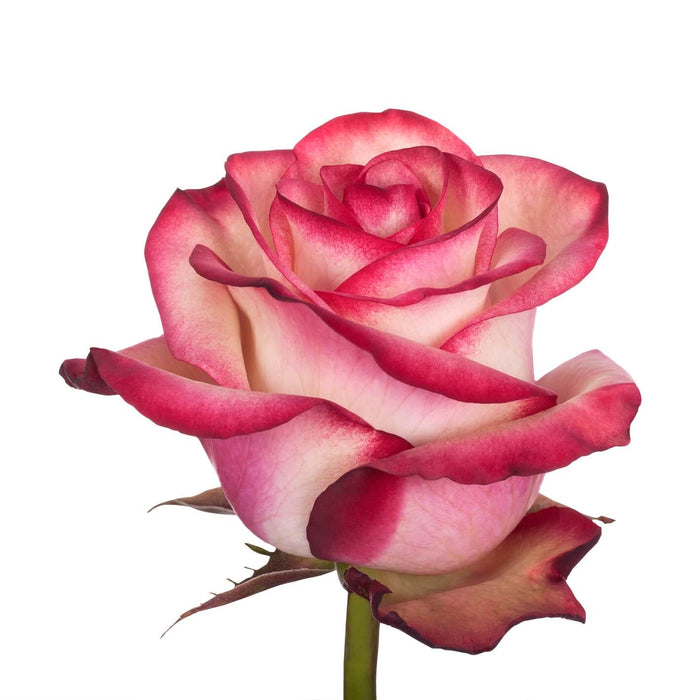 Smart Buy $2.25/Stem Farm Direct PALOMA (100 STEMS) - U.S. Delivery Coast to Coast.