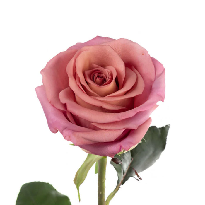 Smart Buy $2.25/Stem Farm Direct PAMELA (100 STEMS) - U.S. Delivery Coast to Coast.