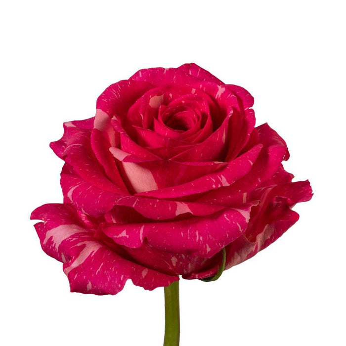 Smart Buy $2.25/Stem Farm Direct PANDORA (100 STEMS) - U.S. Delivery Coast to Coast.