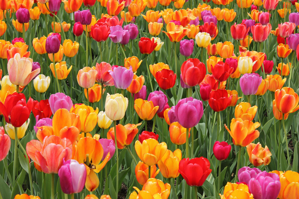 Smart Buy $1.59/Stem Farm Direct Tulips Variety (250 STEMS) - U.S. Delivery Coast to Coast