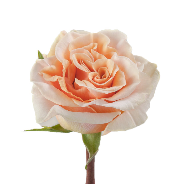Smart Buy $2.25/Stem Farm Direct PHOENIX (100 STEMS) - U.S. Delivery Coast to Coast.