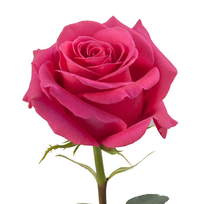 Smart Buy $2.25/Stem Farm Direct PINK FLOYD (100 STEMS) - U.S. Delivery Coast to Coast.