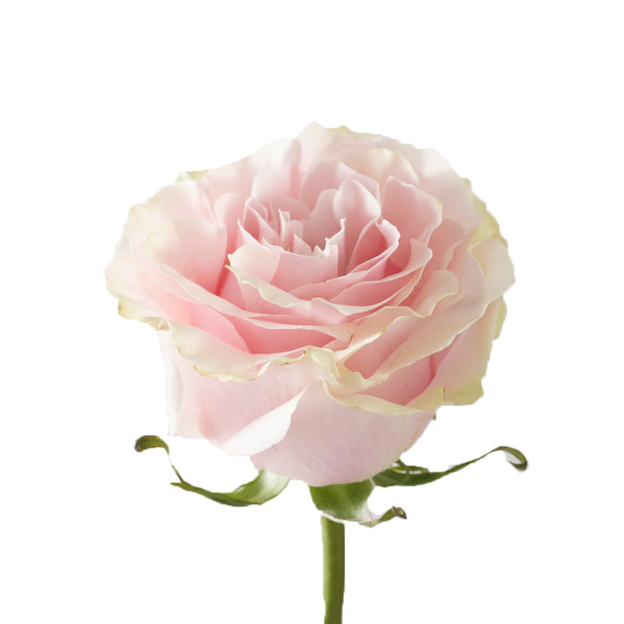 Smart Buy $2.25/Stem Farm Direct PINK MONDIAL (100 STEMS) - U.S. Delivery Coast to Coast.