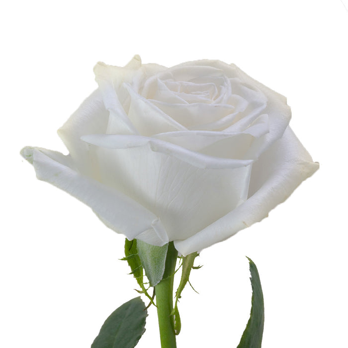 Smart Buy $2.25/Stem Farm Direct PLAYA BLANCA (100 STEMS) - U.S. Delivery Coast to Coast.