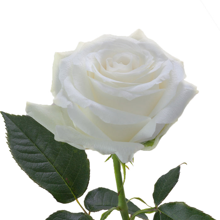 Smart Buy $2.25/Stem Farm Direct PROUD (100 STEMS) - U.S. Delivery Coast to Coast.