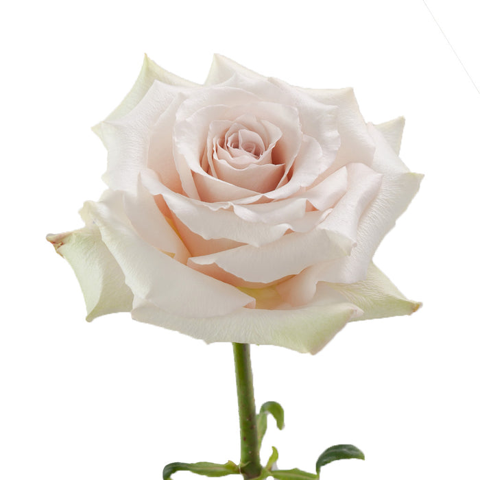 Smart Buy $2.25/Stem Farm Direct QUICKSAND (100 STEMS) - U.S. Delivery Coast to Coast.