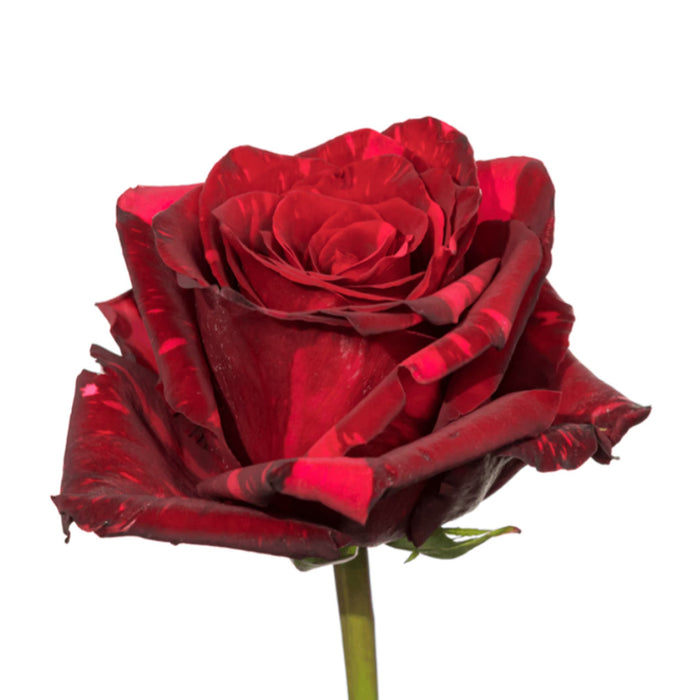 Smart Buy $2.25/Stem Farm Direct RED PANTHER (100 STEMS) - U.S. Delivery Coast to Coast.
