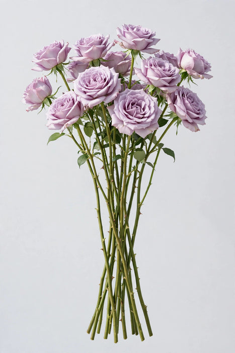 Roses Ocean Song 50cm 125ST/BX
