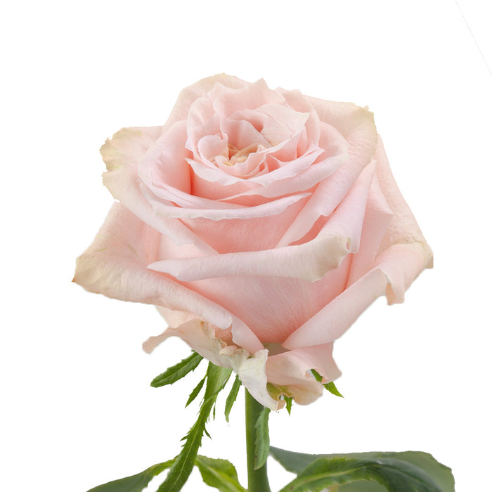 Smart Buy $2.25/Stem Farm Direct SHIMMER (100 STEMS) - U.S. Delivery Coast to Coast.
