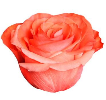 Smart Buy $2.25/Stem Farm Direct Coral Sunset Roses (100 STEMS) - U.S. Delivery Coast to Coast