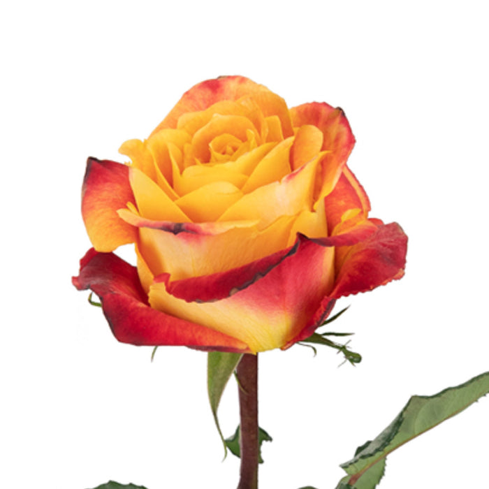 Smart Buy $2.25/Stem Farm Direct SILANTOI (100 STEMS) - U.S. Delivery Coast to Coast.