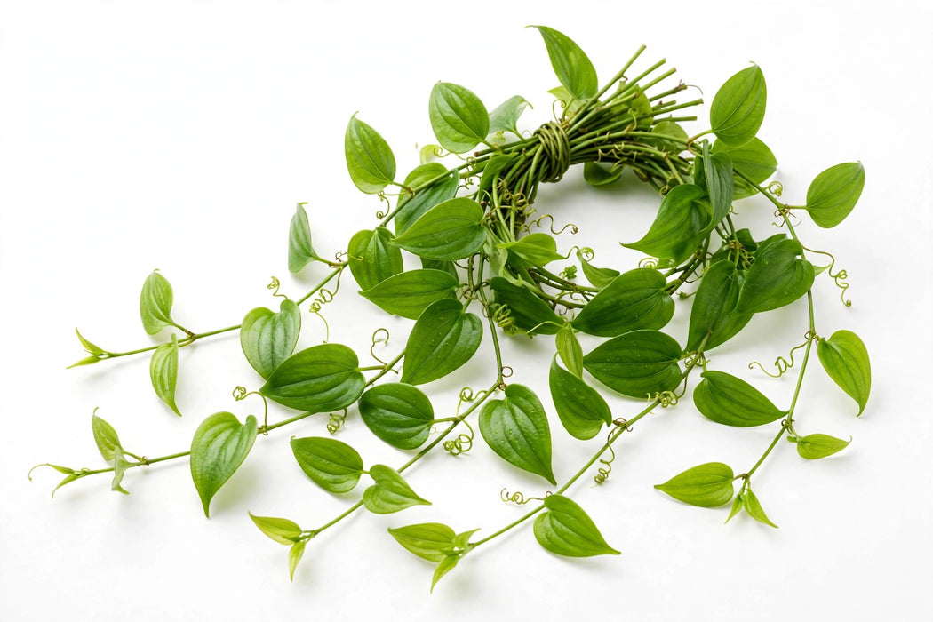Smilax Alabama Jackson Vine - 15LBS
