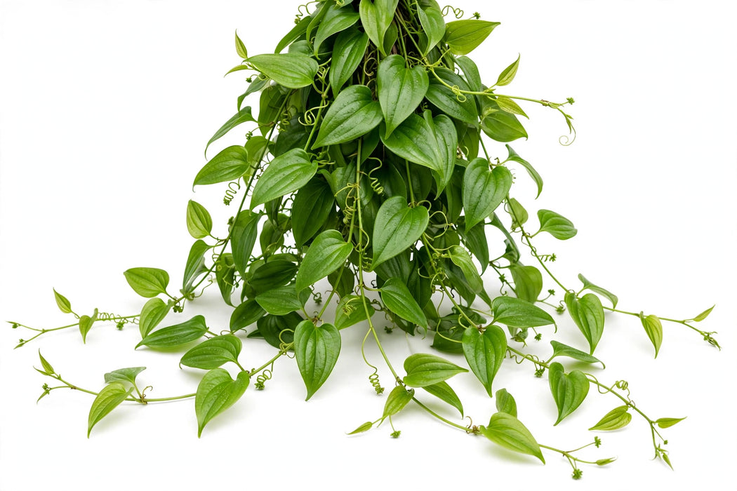 Smilax Alabama Jackson Vine - 30LBS