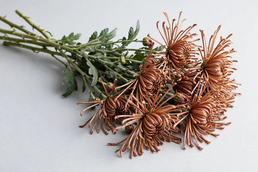 Spider Mums Cocoa 110ST/BX